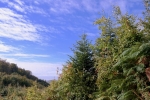 2016-10-08-Kostanjev_piknik-11