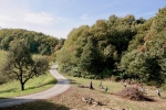 2016-10-08-Kostanjev_piknik-33