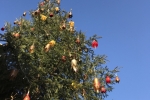 2016-12-26-Trstelj-14