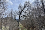 2024-03-23-Sinji_vrh-24