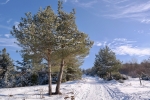 2018-12-16-Slivnica-06