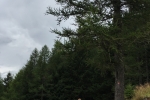 2017-08-10-Jezersko-06