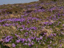 Velika planina 2024