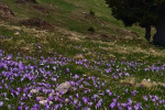 2024-04-13-Velika_planina-01
