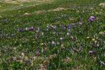 2024-04-13-Velika_planina-02