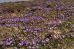 2024-04-13-Velika_planina-09